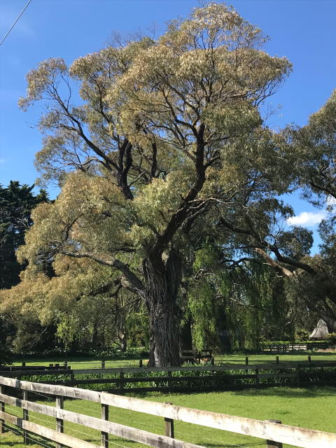 100 Eucalyptus 3.jpg