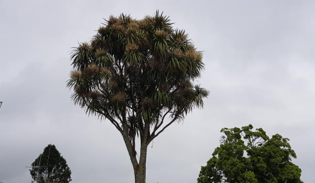 103 Cordyline Australis.jpg