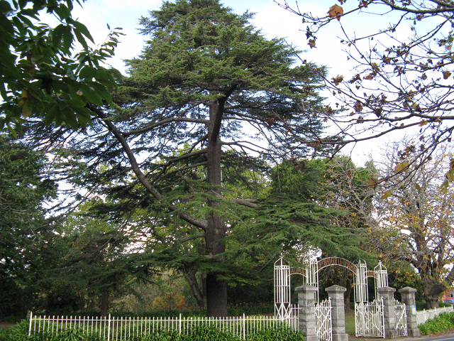 52. Cedar of Lebanon by the memorial gate at Te Ko Utu Park small.png
