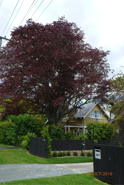 57. Copper beech in Bowen St. (small).png