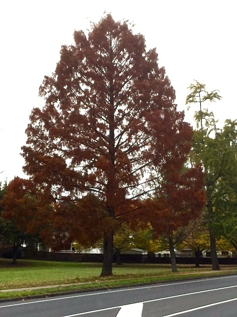 60. Dawn Redwood.jpg