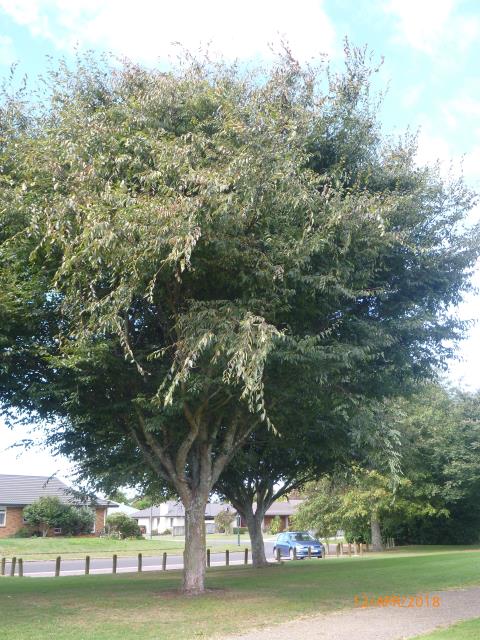 63. Caucasian elm.jpg