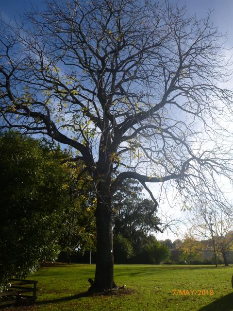 64. Black walnut bare.jpg