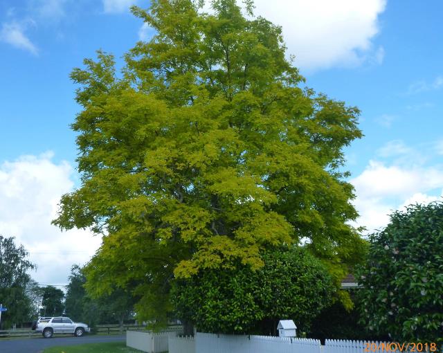 68. Black Locust.jpg