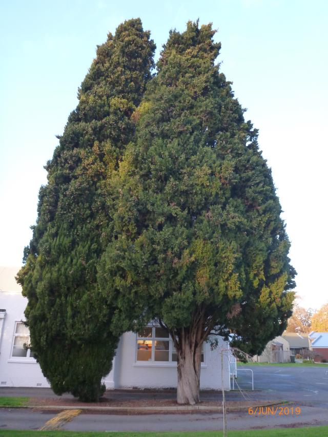 70. Mediterranean cypress.jpg