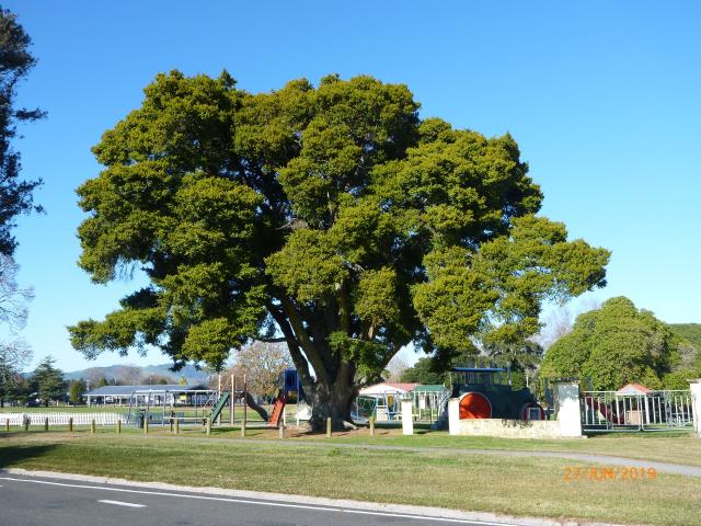 71. Totara.jpg