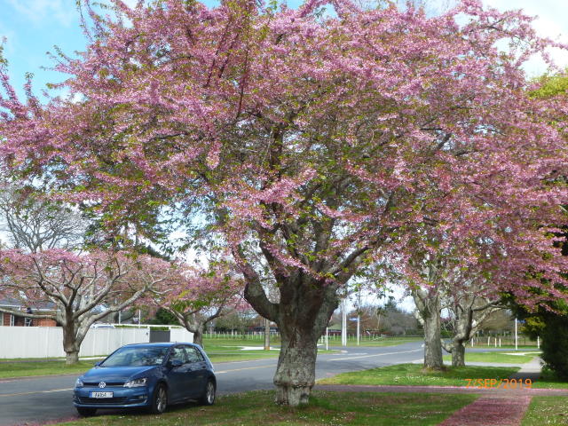 77.Japanese Cherry.jpg