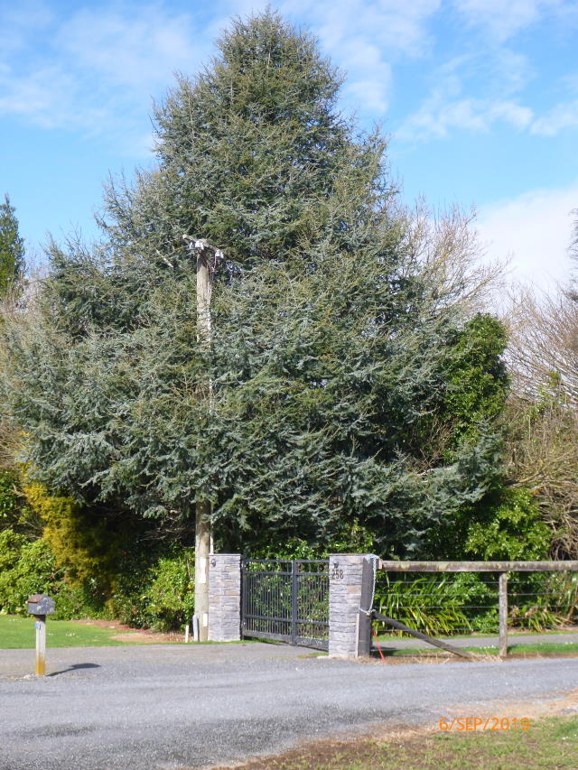 79. Blue Atlas Cedar.jpg