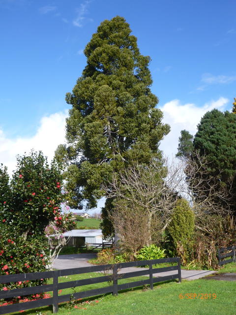 80. Kauri.jpg