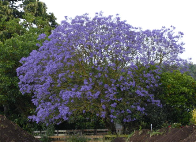 81. Jacaranda.jpg