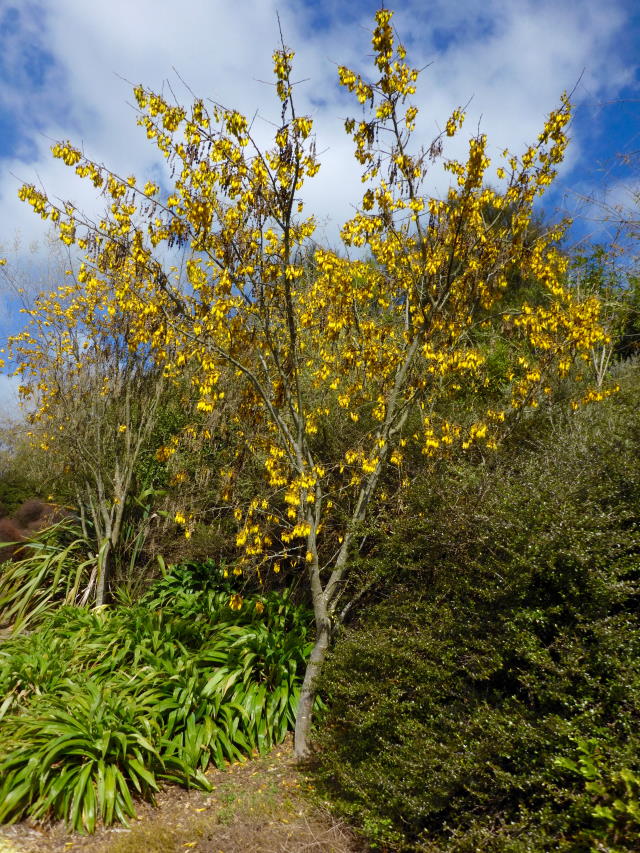 85. Kowhai.jpg