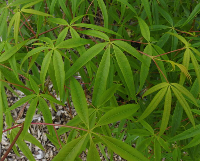87. Acer pentaphyllum.jpg