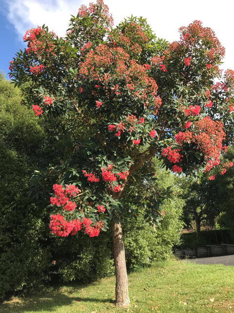 91 Red-flowering gum IMG_0844.jpg