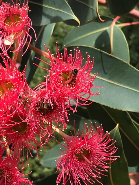 https://www.treetrust.org.nz/images/92_Red-flowering_gum_IMG_0845.jpg