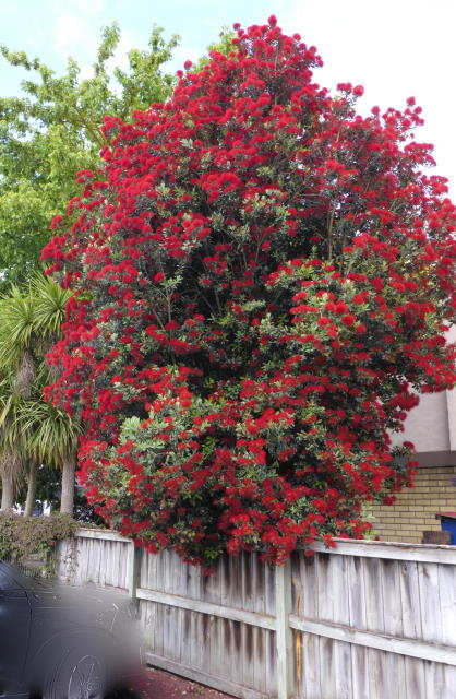 99 Pohutukawa.jpg