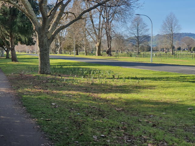 D17 Lamb St and Grace Ave looking east. Aug '21.jpg