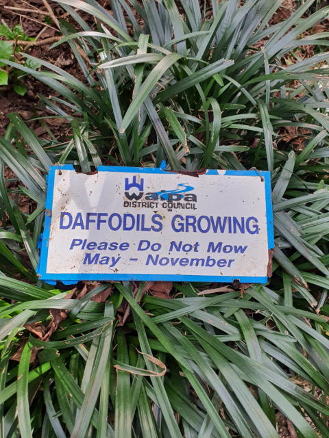 D23 Daffodil sign orginal 2010ish.jpg