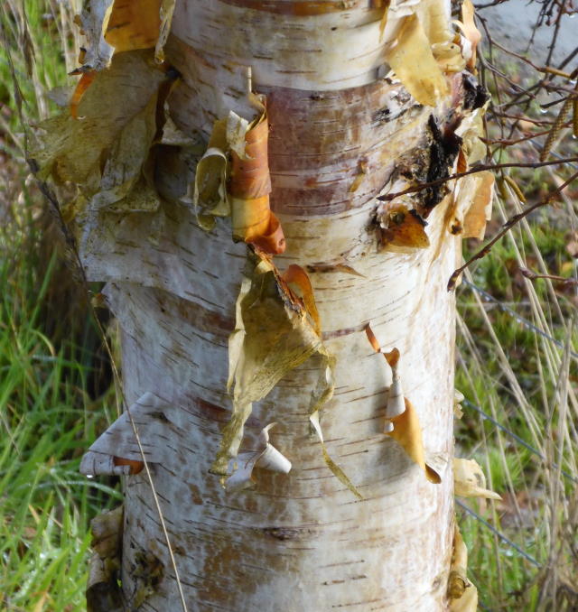 Golden birch 640.jpg