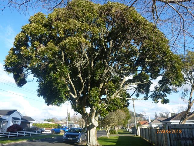 Japanese evergreen oak.jpg