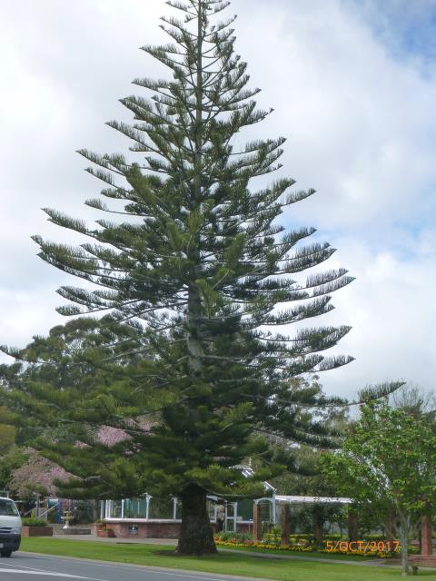 Norfolk pine .jpg