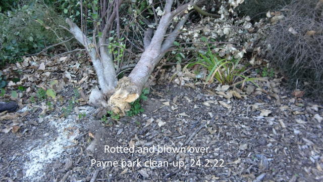 Payne park clean-up 2.jpg