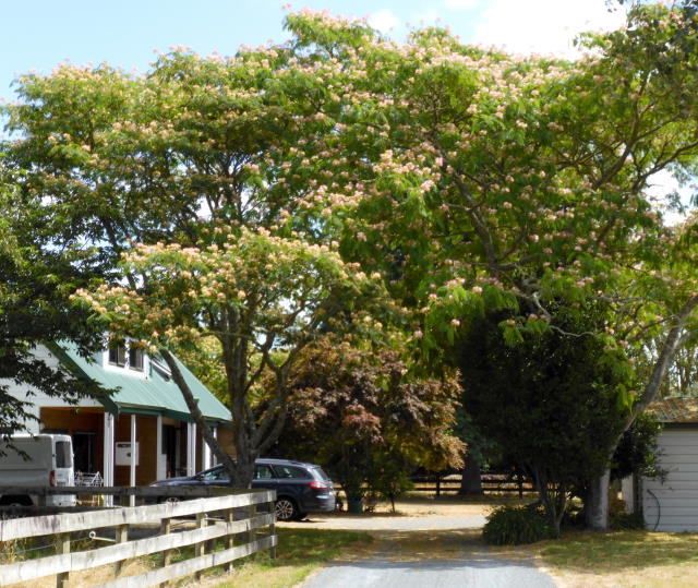 Persian silk tree.jpg