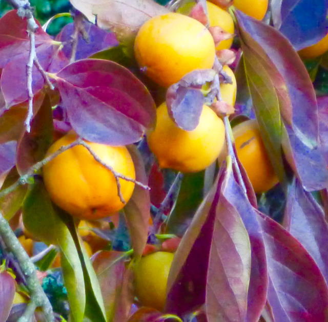 Persimmon close-up.jpg