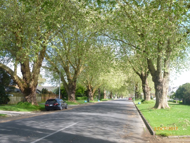 Plane trees of Hall St.jpg