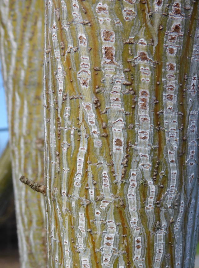 Snakebark maple 640.jpg