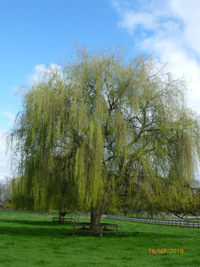 Weeping willow