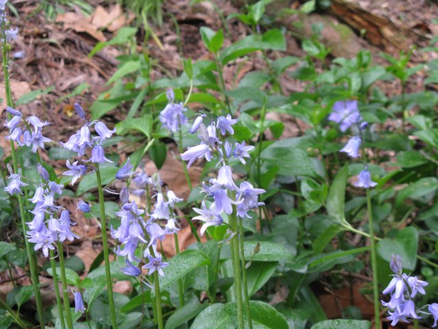 Bluebells below the track-2016 b Cambridge Tree Trust