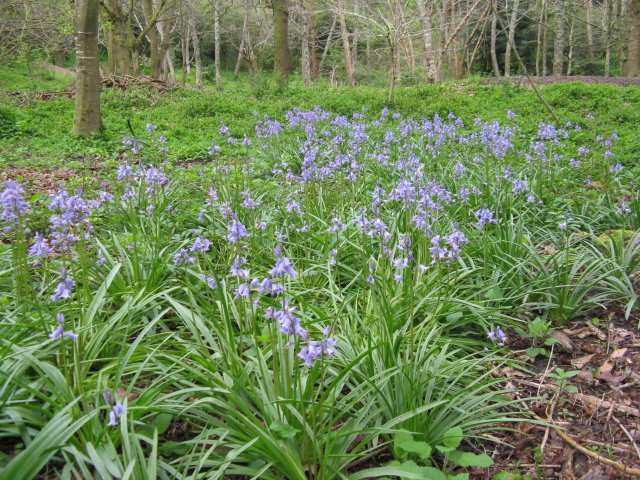 Bluebells on the bank 2016-b Cambridge Tree Trust