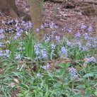 Ann&#039;s Patch- Cambridge Tree Trust