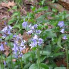 Bluebells below the track-2016 b Cambridge Tree Trust