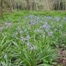 Bluebells planted 2015-b Cambridge Tree Trust