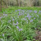 Bluebells below the track 2016-c Cambridge Tree Trust