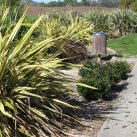 By the path- Cambridge Tree Trust