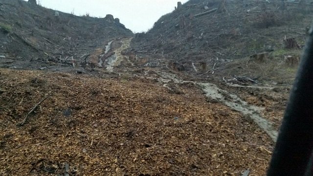 Washout April 2015 01. Cambridge Tree Trust