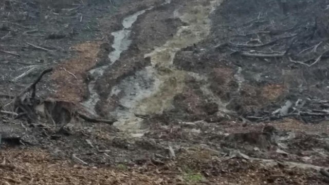 Washout April 2015 03. Cambridge Tree Trust