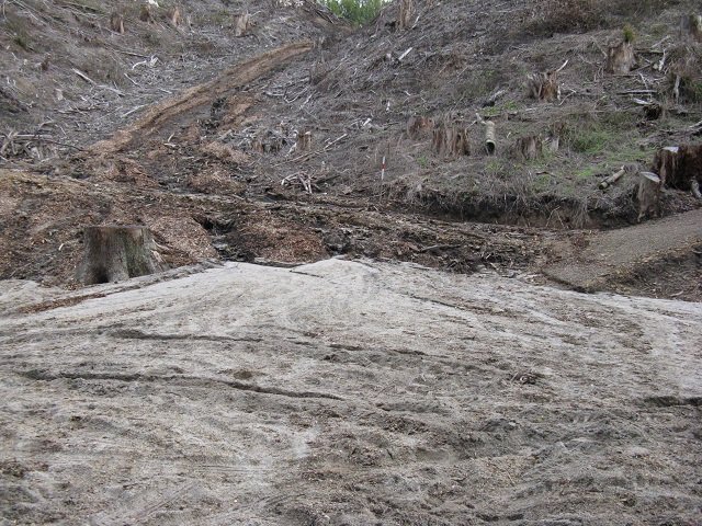 Washout April 2015 05. Cambridge Tree Trust