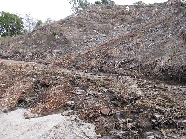 Washout April 2015 06. Cambridge Tree Trust