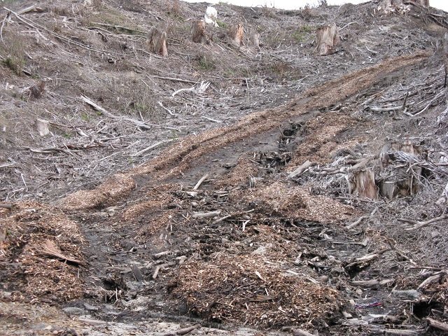Washout April 2015 07. Cambridge Tree Trust