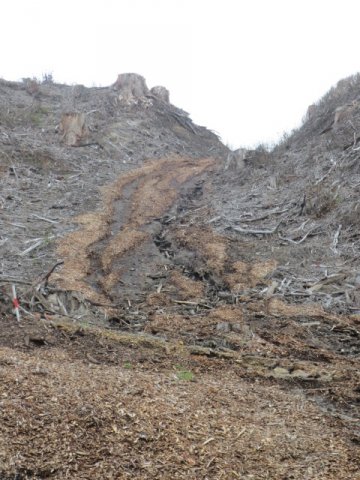 Washout April 2015 08. Cambridge Tree Trust