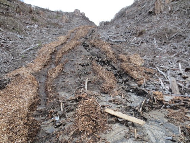 Washout April 2015 10. Cambridge Tree Trust