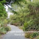 Meadow Walk 2021