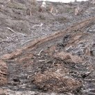 Washout April 2015 07. Cambridge Tree Trust