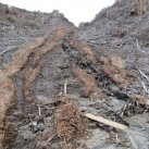 Washout April 2015 10. Cambridge Tree Trust