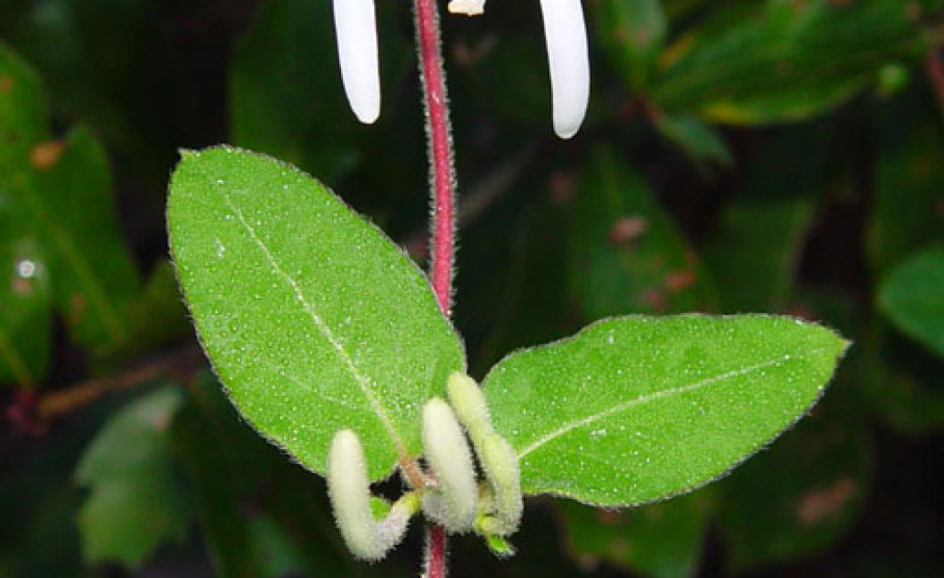 Japanese Honeysuckle