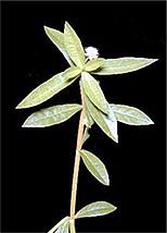 Alligator weed