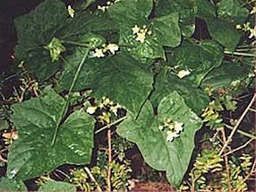 white bryony